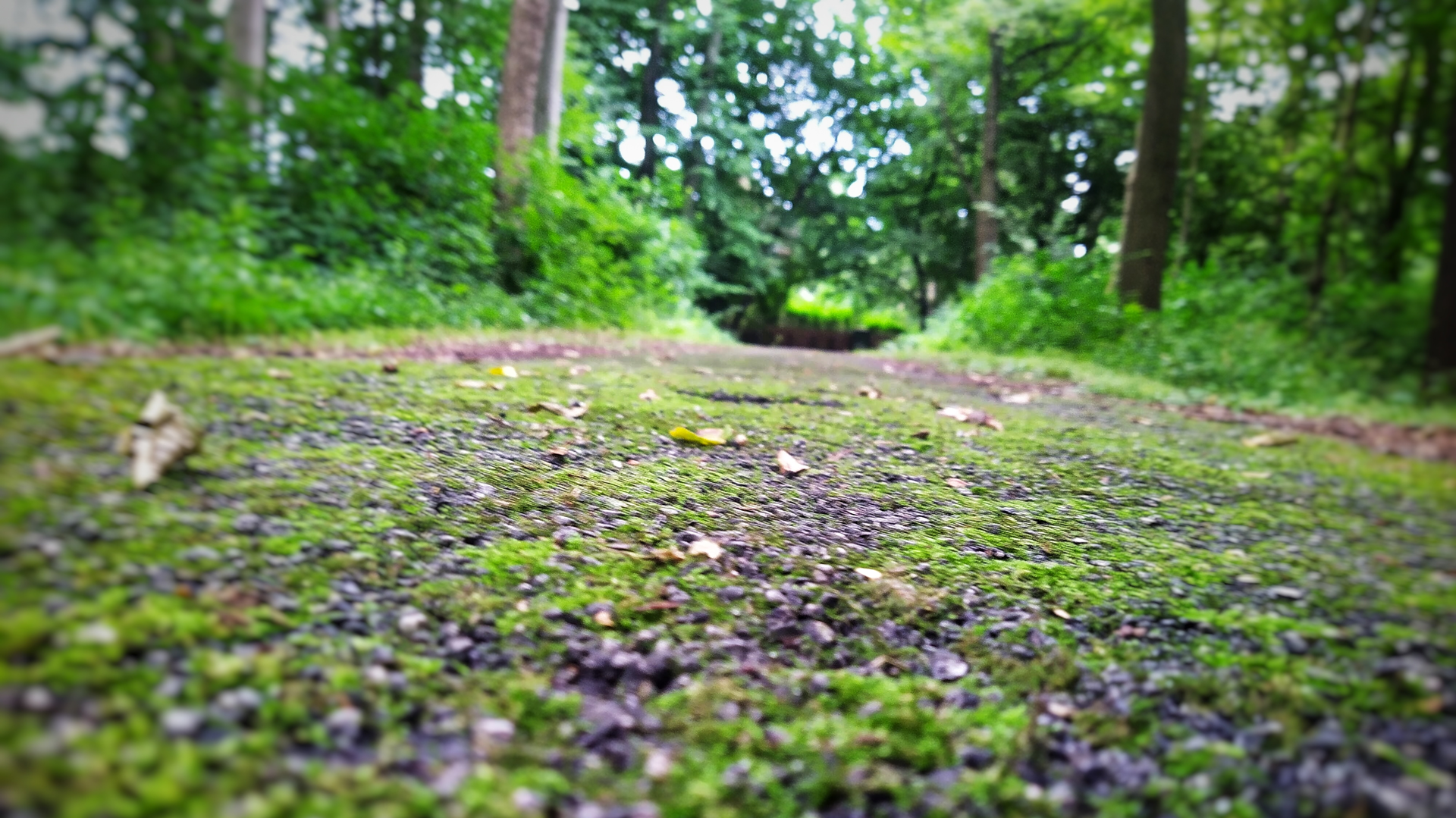 alter asphaltierter Weg im Wald