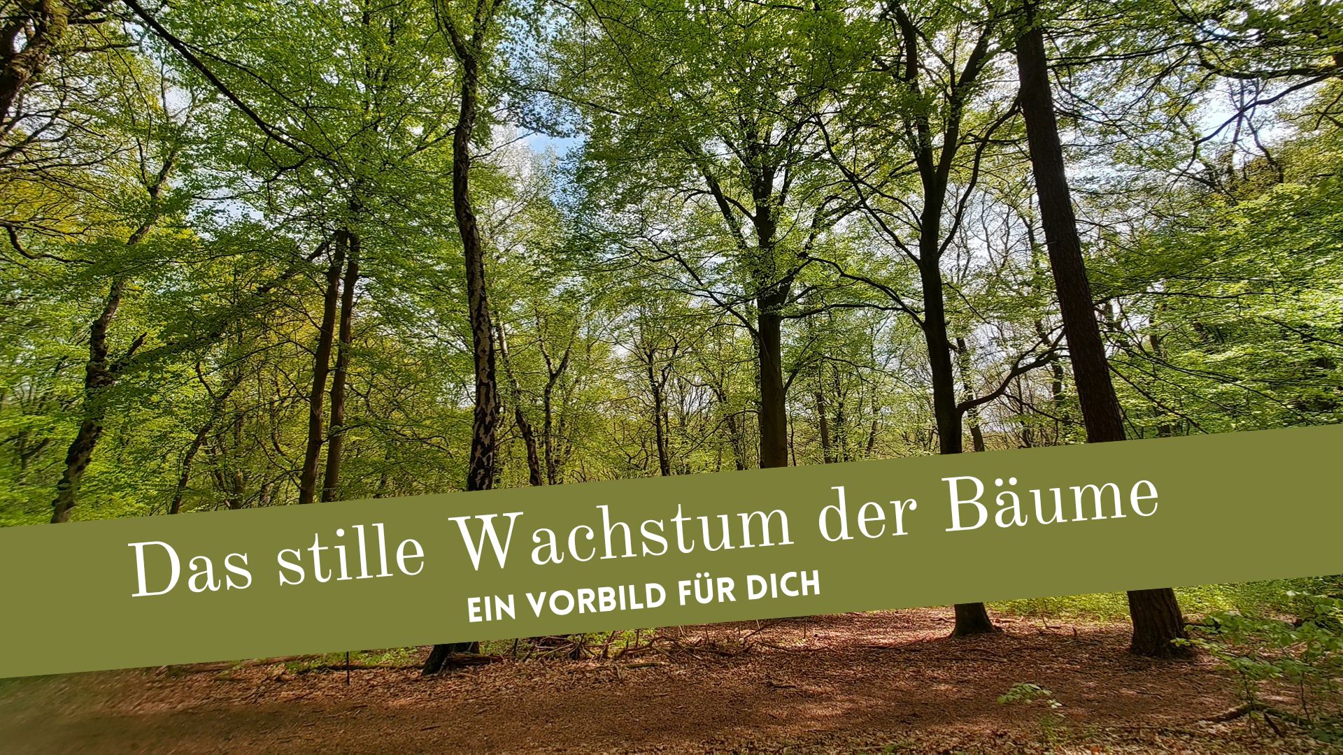 Das stille Wachstum der Bäume: Ein Vorbild für Dich