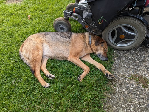 Hund schläft neben Rollstuhl