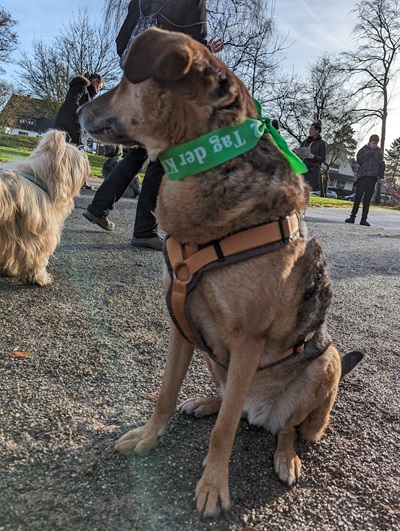 Hund mit grüner Schleife vom Tag der Kinderhospizarbeit