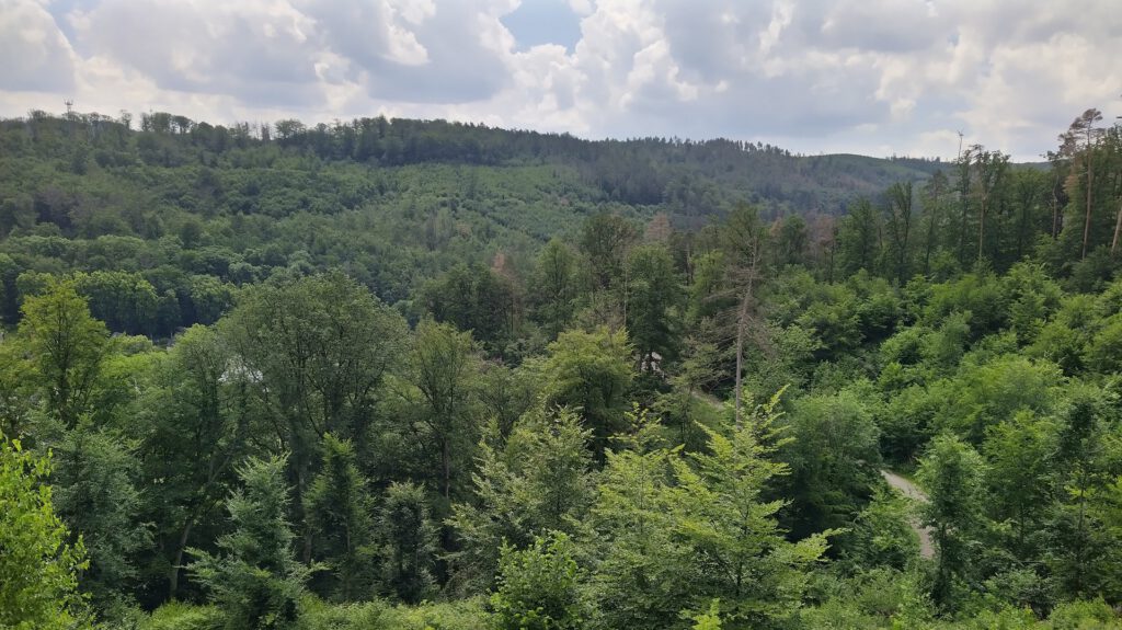 Überblick über einen Wald